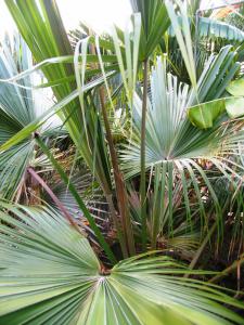 IMG_1525.JPG